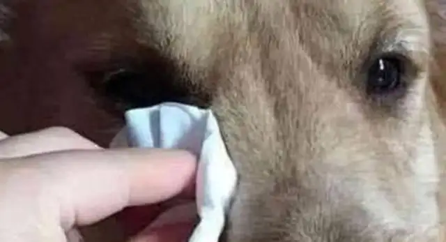 Blondie dogs in the living room can't stop crying. I cried after knowing why