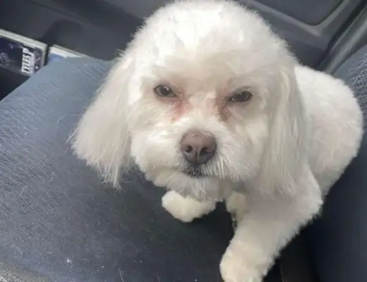The owner came home from the pet shop to pick up the stylish dog, and it took him halfway to find out that he picked up the wrong dog