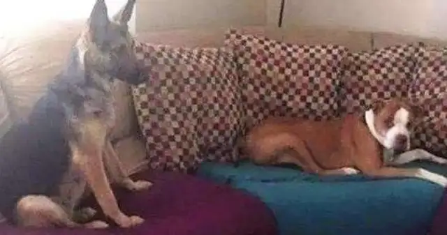 Damn masters abuse dogs. Down