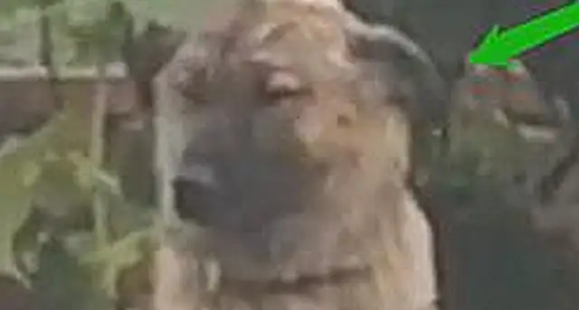 Liaoningburn Creek: A dog is on the Internet, flying in the rain