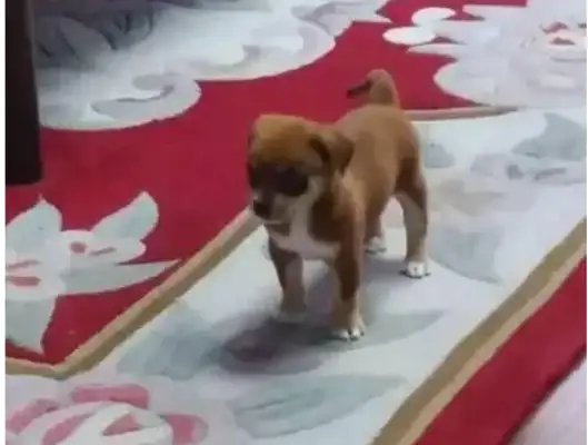 Watch out! Buying a pet buys a dyed dog, and it's not too long!