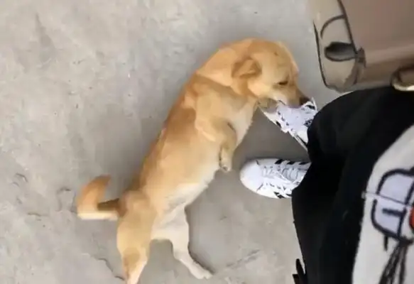 The little stray dog on the side of the road, rocking her tail, dog: You smell like a master