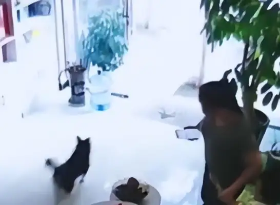 Scared the kid. The dog raises public outrage without a rope