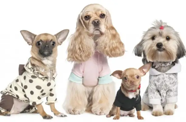 The dog's front teeth are loose, it's age-related, and the risks of dental disease are not negligible