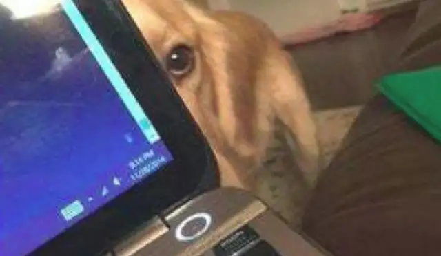 The owner works at home, the dog peeks at him after he's on the computer