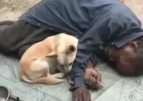 The dog is with the master, he's always on his way