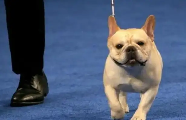 United: What kind of dog gets his head raised at the annual national dog show in the United States