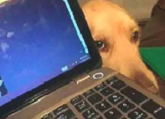 The owner works at home, the dog peeks at him after he's on the computer