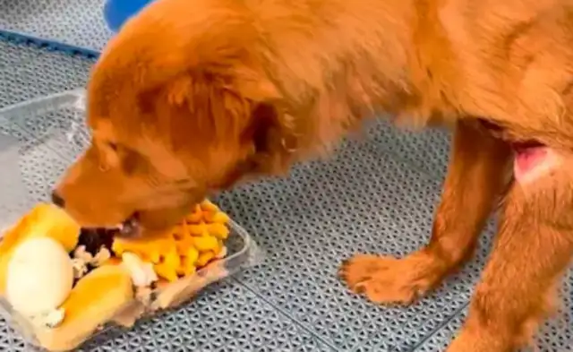 A stray dog's leg is tied to a rope, it's embedded in the flesh and it can even see the bones