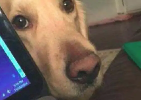 The owner works at home, the dog peeks at him after he's on the computer