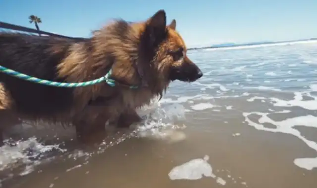 The dog was locked up in the backyard for years, the first time he saw the sea