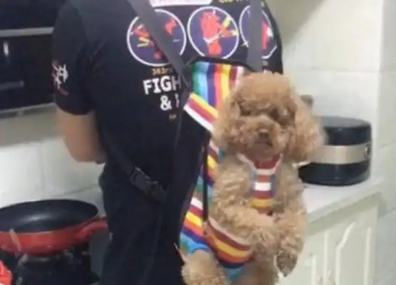 Men love dogs so much, they're all neighbors, they've seen controversy