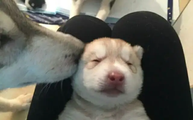When you see the master take the baby, you can't stop kissing