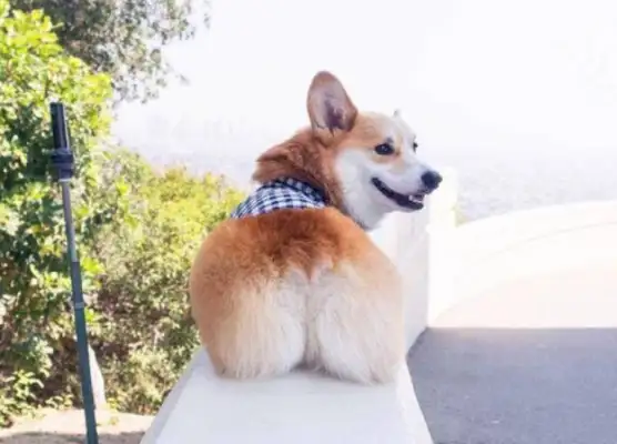 A puppy saved a bunch of dogs, a dog saved a dozen. It's too warm