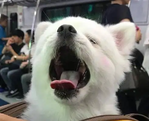The dog wakes up and looks at it