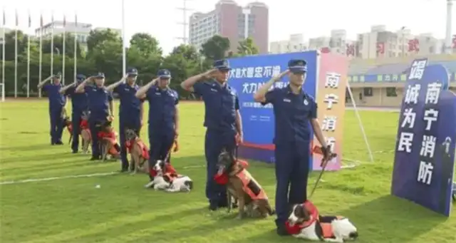 Goodbye, team Wang! Seven search and rescue dogs from Nanning Fire were discharged to the New Home