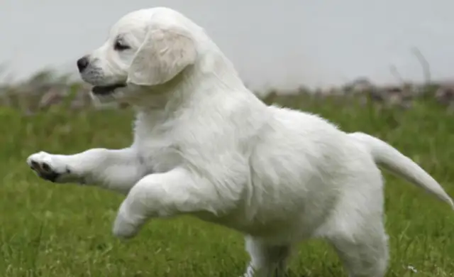 The dog was crushed to death by a car