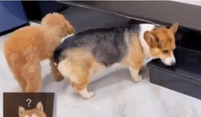 Why would wild mushrooms be hallucinating when Yunnan's dog eats wild mountain bacteria and bites the air at home