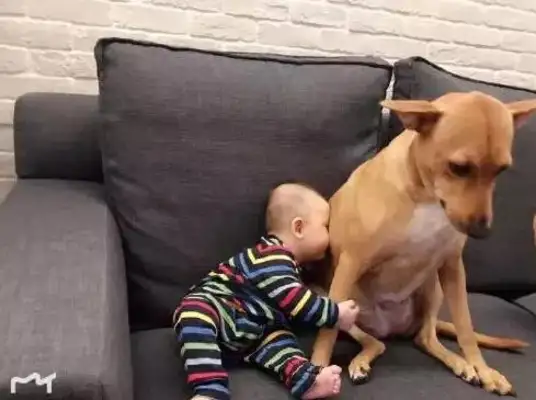 Dogs take care of their masters. In a few days, they fall asleep