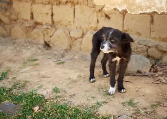 Dogs don't scream for no reason. There must be a reason behind it