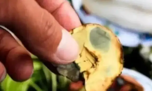 Why would wild mushrooms be hallucinating when Yunnan's dog eats wild mountain bacteria and bites the air at home