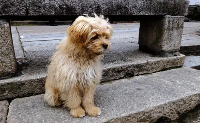 Wept! The dog who lost six months of his life