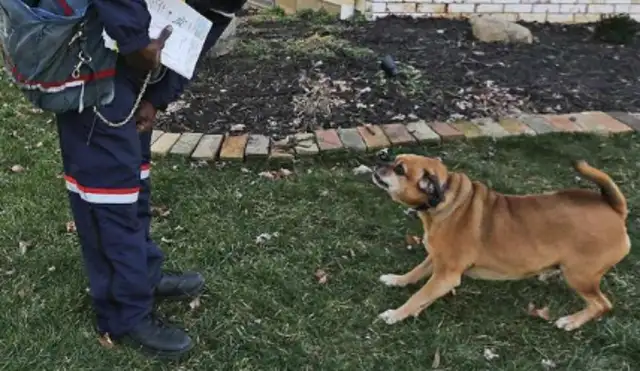 Dogs don't scream for no reason. There must be a reason behind it