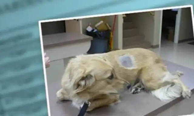 Smuggle dogs for drugs, go to a veterinary hospital and cheat painkillers