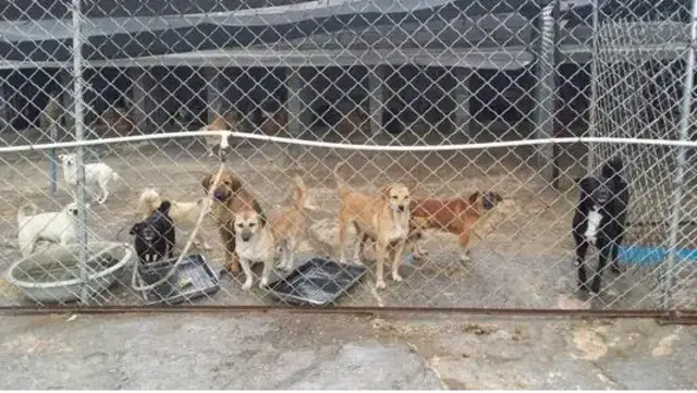 Tarzan's little animal protection center is in a bad state: dogs are in short supply, and it's expensive to get water down the hill