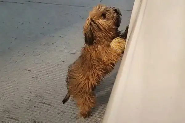 Wept! The dog who lost six months of his life