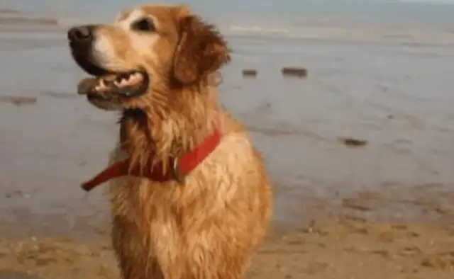 The dog found something in the ocean and jumped into the water and scared the tourists
