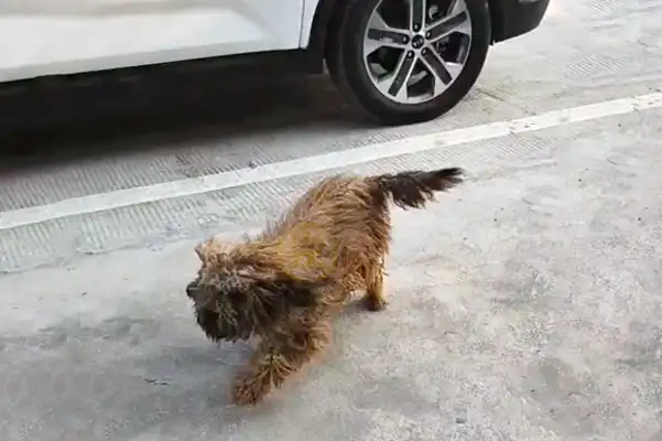 Wept! The dog who lost six months of his life