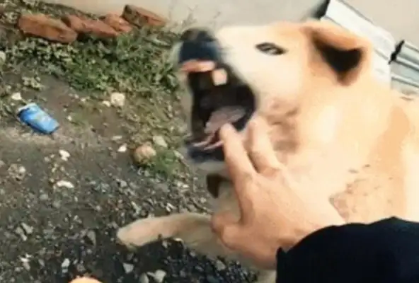 The actor fell down, but he couldn't forget the warmth of a stray dog