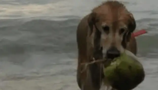 The dog found something in the ocean and jumped into the water and scared the tourists