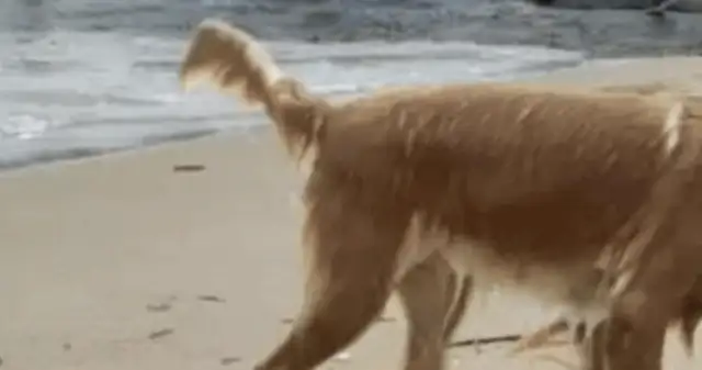 The dog found something in the ocean and jumped into the water and scared the tourists
