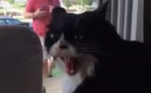 The pet cat is very upset with the new dog