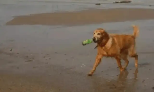 The dog found something in the ocean and jumped into the water and scared the tourists