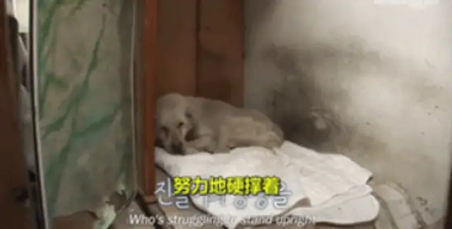 An 11-year-old dog guarding the graveyard died on the master's gravestone..
