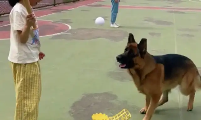 A little girl plays baseball with Deji, a dog grabs a ball, a little girl hits a dog's mouth. Let's go