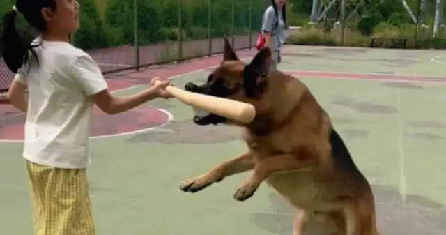 A little girl plays baseball with Deji, a dog grabs a ball, a little girl hits a dog's mouth. Let's go