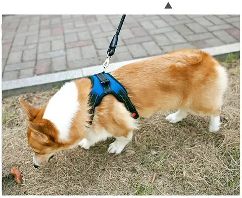 Dog bites are multiple