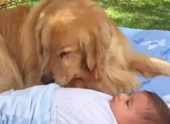 The dog looked up at the baby, wrinkled his eyebrow for the next second, and the master was anxious, and then he laughed