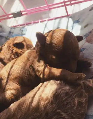 A nice guy picked up a teddy dog and smiled a week later and brought a surprise to his master