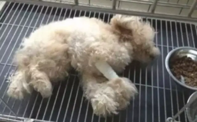 The dog was kicked to paralyse by the owner for crushing the vase and then asked the hospital to buy it and left