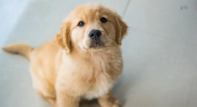 The dog's sick and his master's tears are killing him