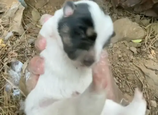 A dog with no ex-legged legs, even a stray dog's mother. It's..