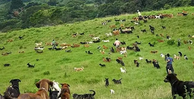 When thousands of stray dogs are taken in, they can fly around the mountains every day