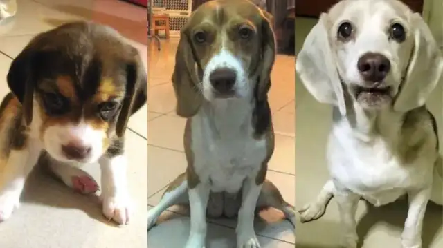 "Looking at the old picture and finding out that the dog had changed color?"