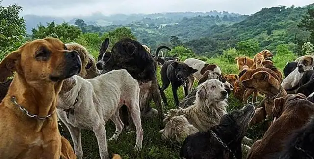 When thousands of stray dogs are taken in, they can fly around the mountains every day