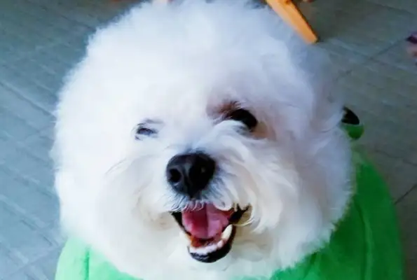 The master gave the dog clothes and took a picture like a ball